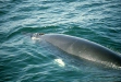 Minke Whale